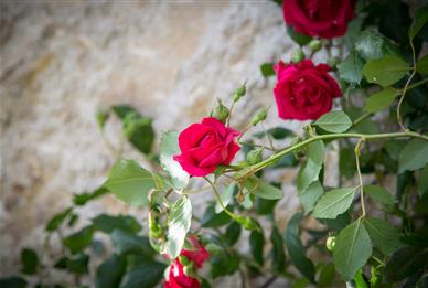 Jardin Les "Dames de Nage" près de Carnac