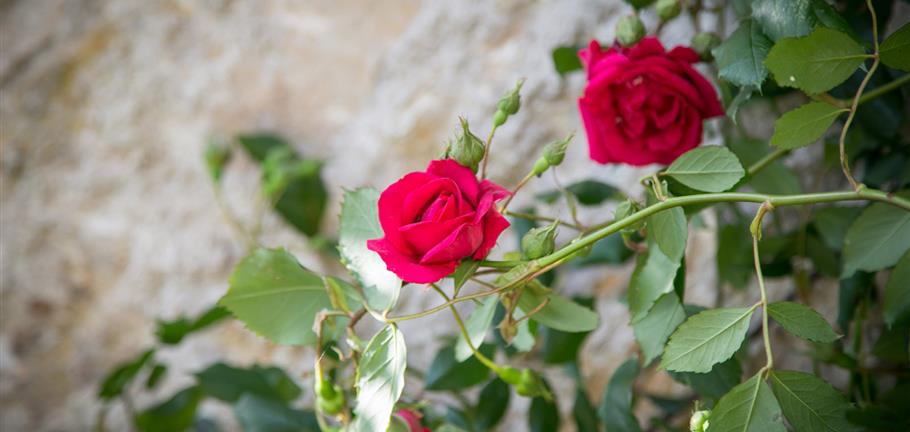 Jardin Les "Dames de Nage" près de Carnac
