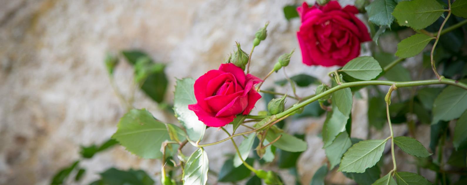 Jardin Les "Dames de Nage" près de Carnac