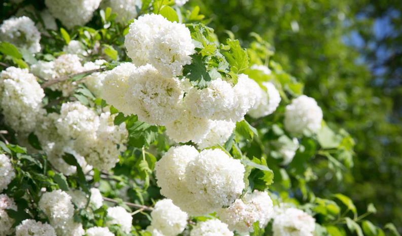 Jardin Les "Dames de Nage" dans le Morbihan